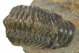 Detailed Crotalocephalina Trilobite - Atchana, Morocco #310285-2